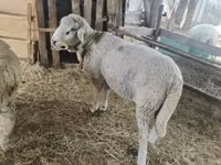 Qoç, Suffolk sheep — foto 1