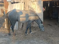 ცხენი, Kazakh horse — ფოტო 2