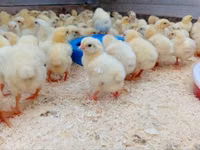 Chickens — फ़ोटो 3