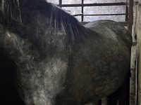 雌馬, 馬 — 写真 2