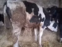 公牛, Russian Black pied cattle — 照片 1