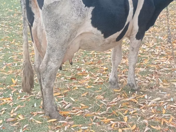 Сиыр, Russian Black pied cattle