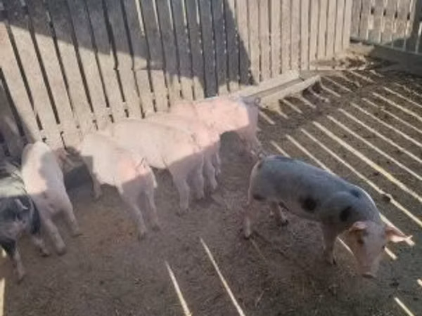 Porca, Porcos