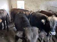 Byk, Charolais cattle — zdjęcie 6