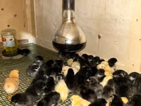 Chickens — foto 3