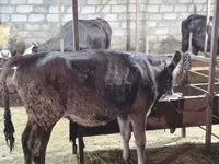 ძროხა, მსხვილფეხა რქოსანი — ფოტო 3