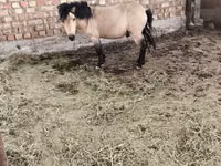 Koń, Konie — zdjęcie 2
