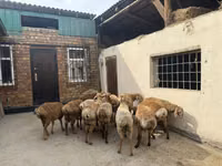 Baran, Rhon sheep — zdjęcie 6