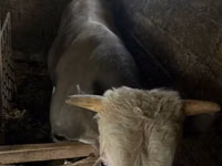 Buğa, Simmental cattle — foto 3