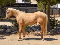 雌馬, Quarter Horse — 写真 1