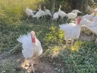 Turkeys — 写真 2