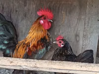 Chickens — foto 1