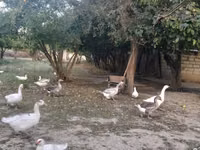 Geese — foto 1
