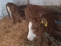 Vache, Simmental cattle — photo 1