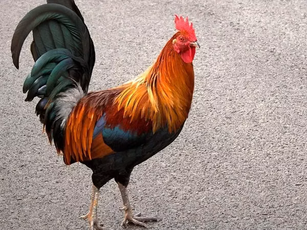 Chickens — Armaniston