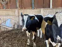 Vaca, Raça Holstein — foto 5