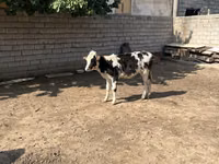 Cattle (batch, sex not specified), Russian Black pied cattle — photo 3