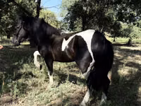 Konie (partia, płeć nieokreślona), American shetland pony — zdjęcie 2