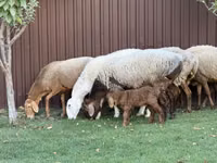 Schaf, Arashan sheep — Foto 5
