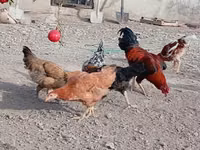 Chickens — Foto 6