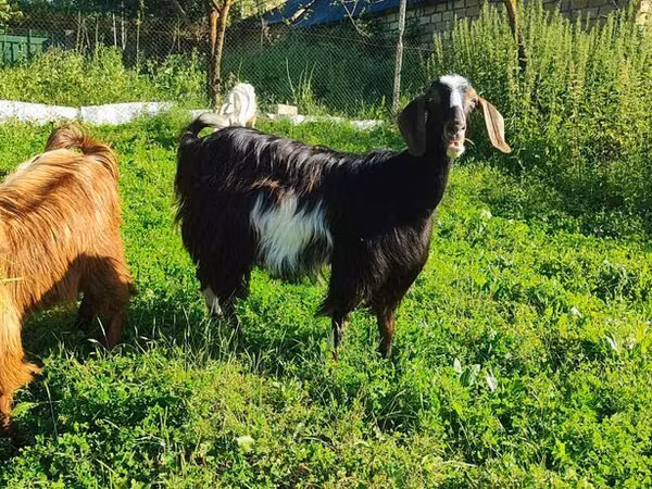 Koza, Saanen goat