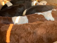 أبقار (دفعة، الجنس غير محدد), Simmental cattle — الصورة 2
