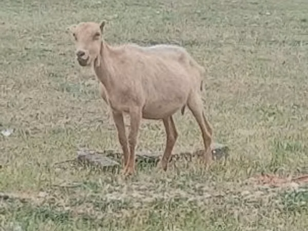 თხა, Alpine goat