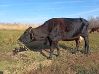 Vaca, Raça Alatau — foto 3