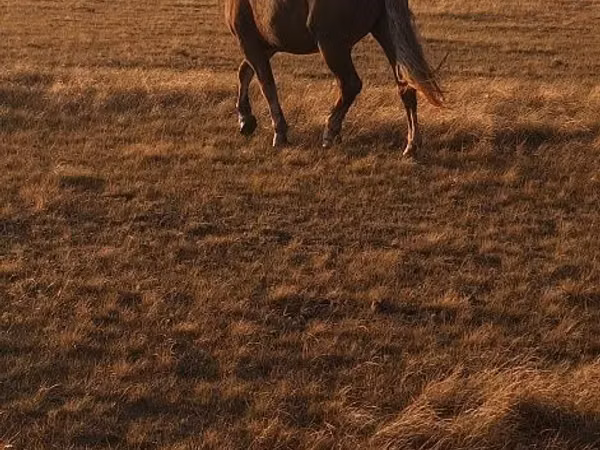 雄馬, Altai horse