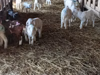 Qoyun, Awassi sheep — foto 4