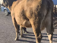 Vaca, Simmental cattle — foto 4