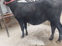 गाय, मवेशी — फ़ोटो 6