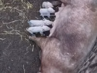 母猪, Pigs — 照片 1