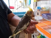 Korella əl qusu 3 ayliq əldə oynuyur Tam vitaminli qusdu dişidi Real — foto 1