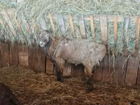 Moutons (lot, sexe non indiqué), Hissar sheep — photo 7