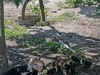 Ducks — foto 4