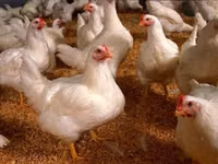 Chickens — foto 1
