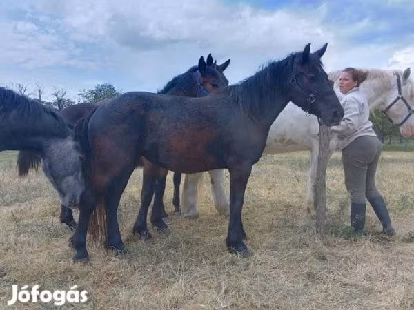 母马, Horses