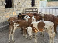 ثور, السلالة الحمراء المنقطة — الصورة 5