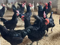 Australorp — Foto 1