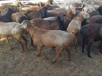 Beran, Edilbay sheep — foto 2