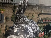 Chickens — الصورة 6