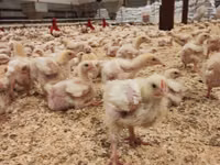 Chickens — foto 4