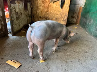 Boar, Pigs — photo 2