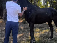 Koń, Russian warmblood — zdjęcie 1