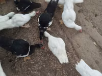 Ducks — الصورة 1