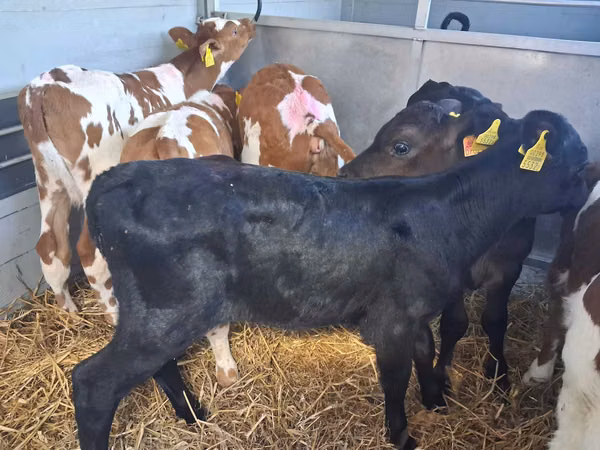 Buqa, Russian Black pied cattle
