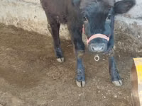 İnek, Sığır — foto 4