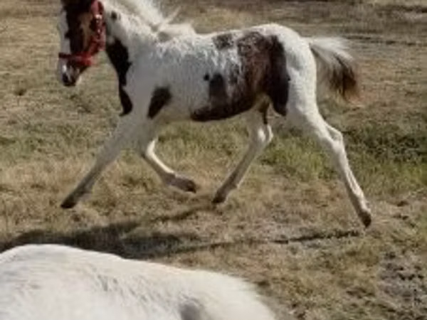 雌馬, 馬