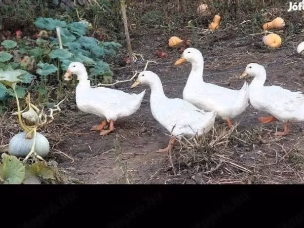 American Pekin